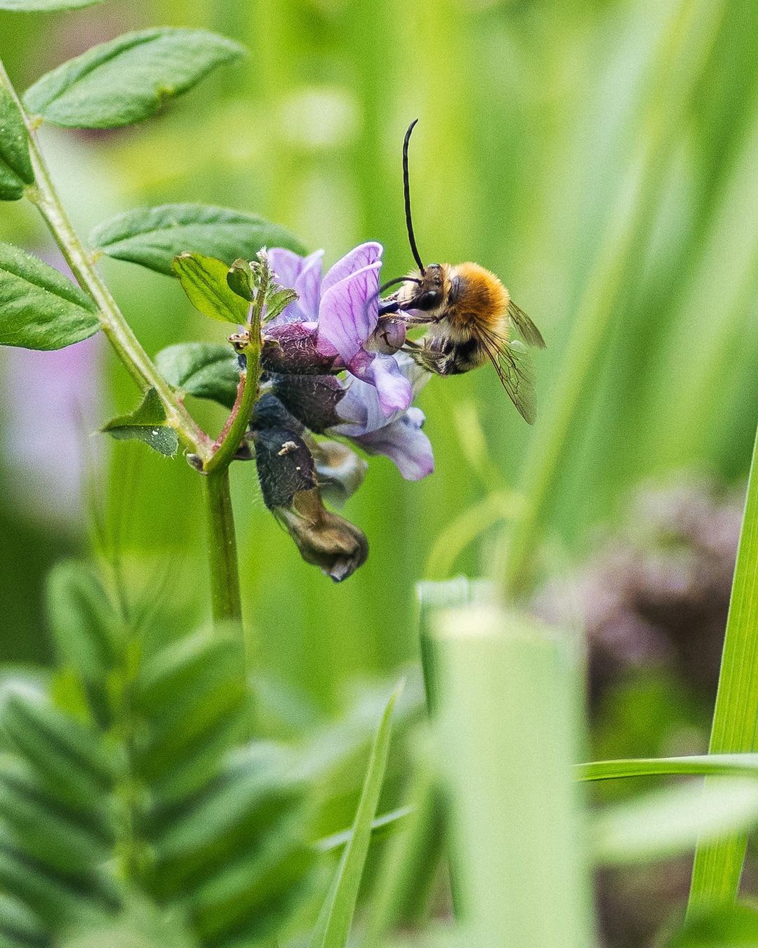 Eine Wildbiene an einer Zaunwicke