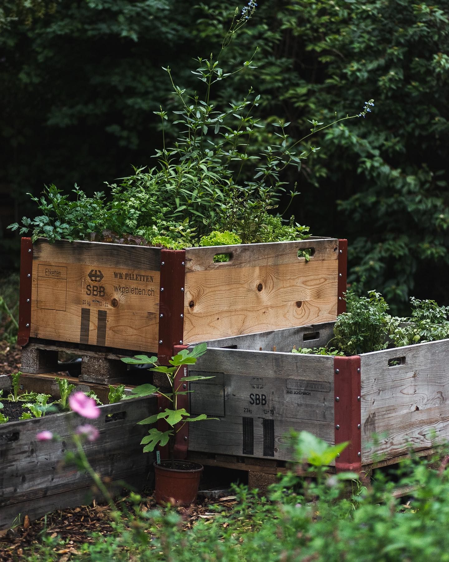 drei Hochbeete mit Pflanzen